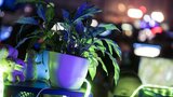 ASMS2018-EmmiHalmela-DSCF6749.jpg by Torstai